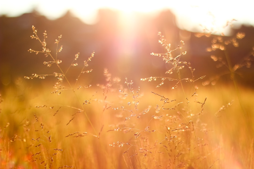 shallow focus photography of grass field