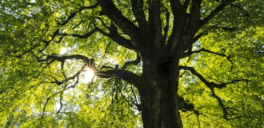 green-leafed tree at daytime