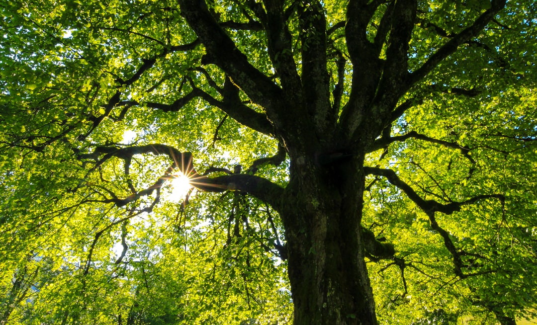 Tree in backlight|600