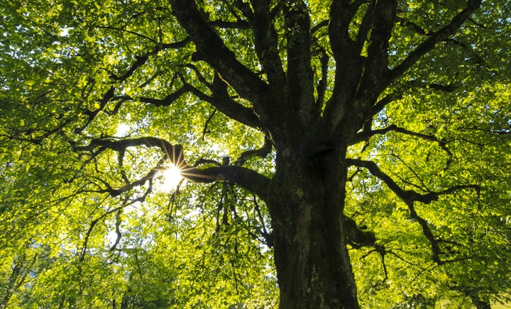 The Secret Lives of Trees : Unveiling the Fascinating World of Plant Communication