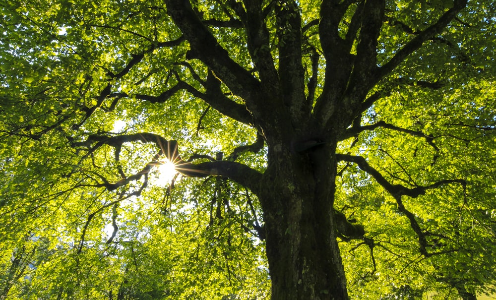 green-leafed tree at daytime photo – Free Image on Unsplash