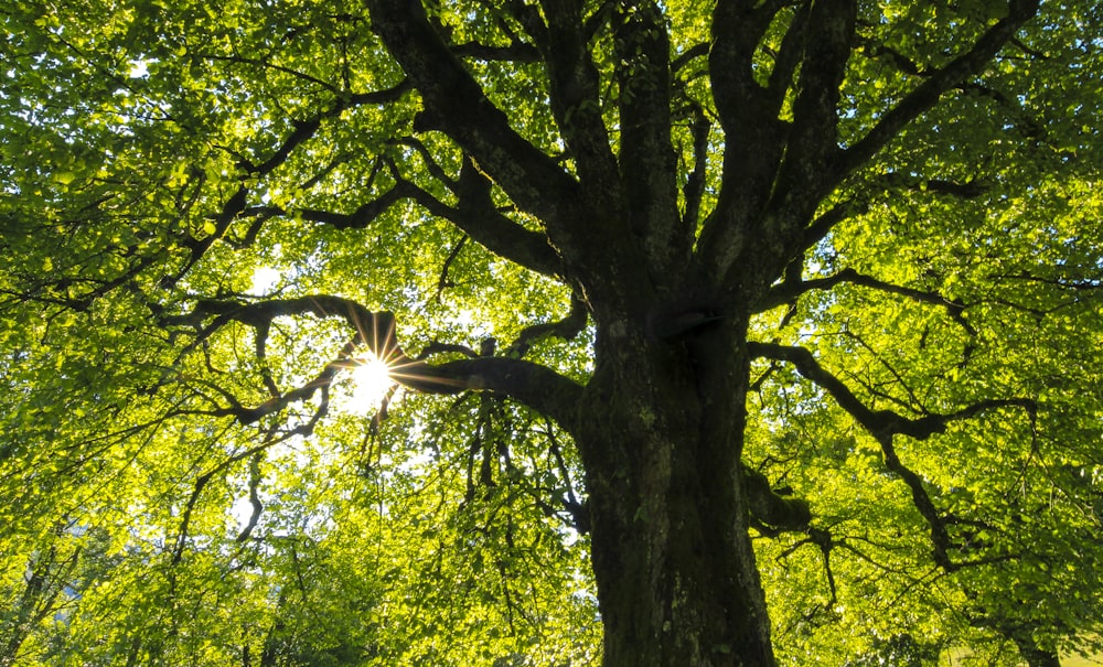 arbre à feuilles vertes pendant la journée