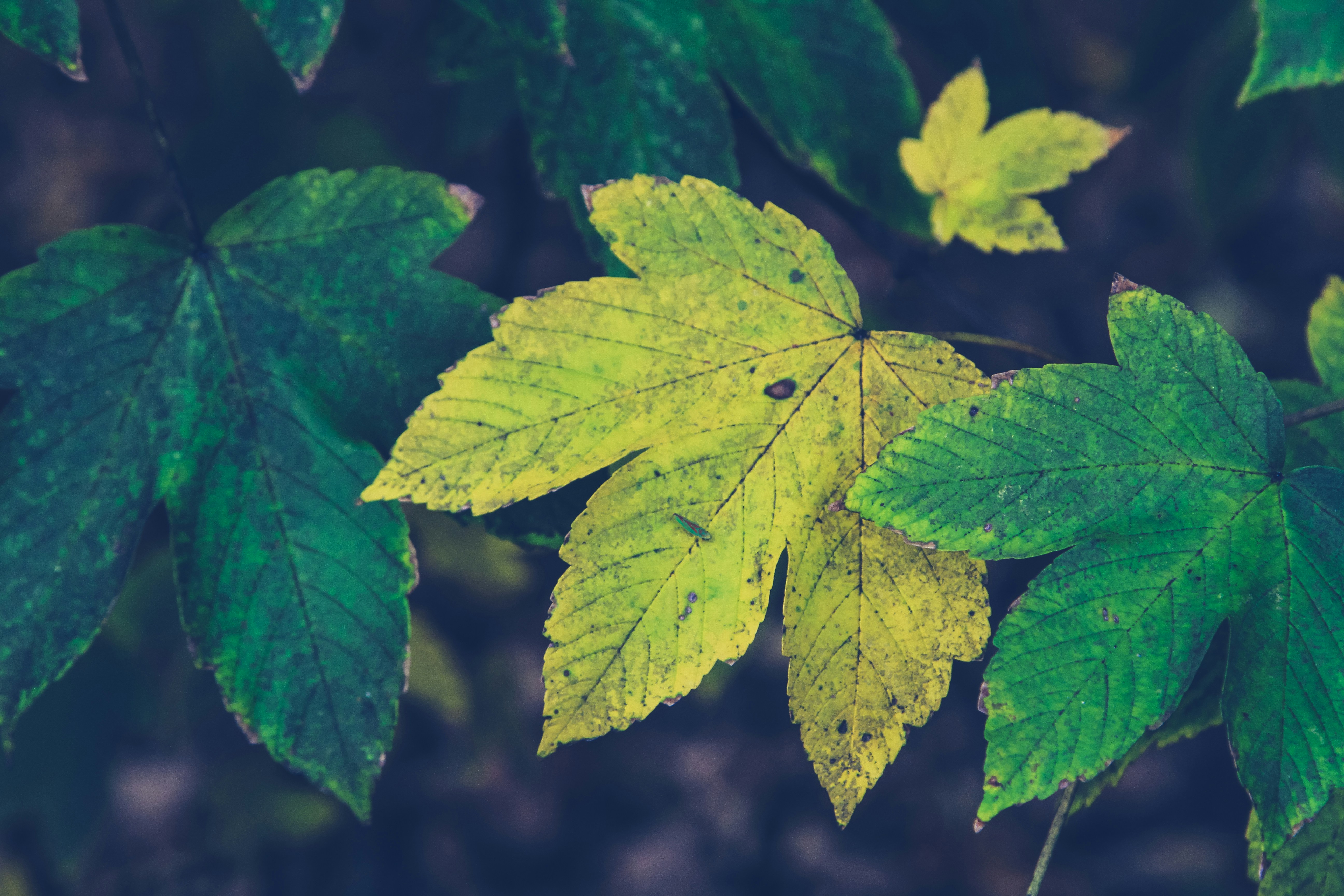 Photo by allthestars