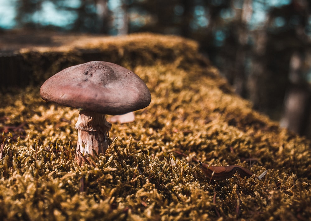 brown mushroom