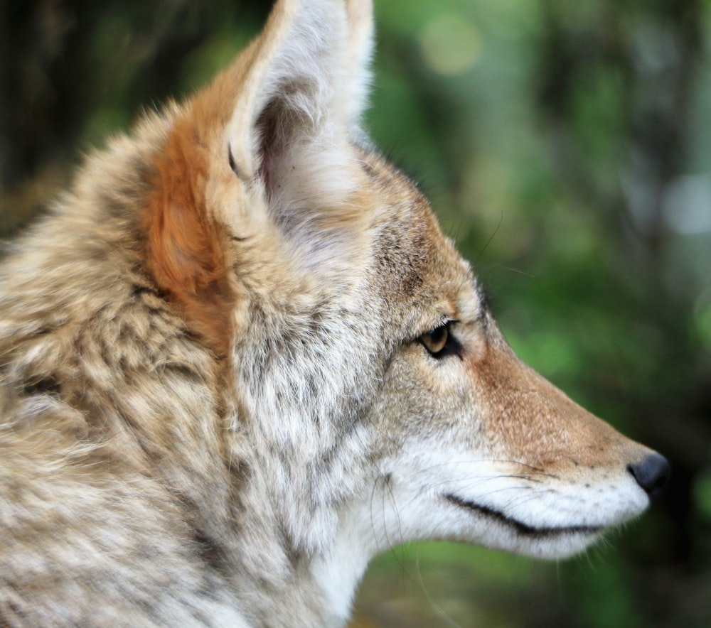 beige and white wolf close-up photo