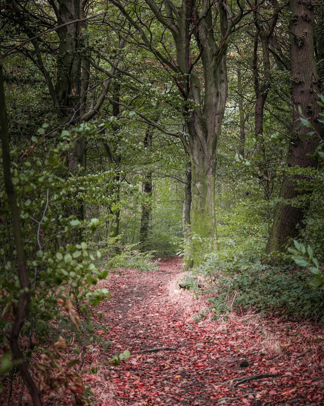 Forest photo spot Great Houghton Dalby Forest