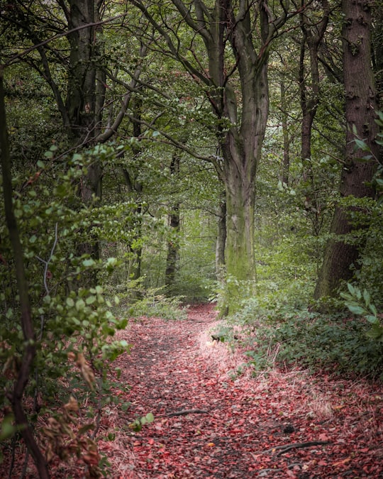 green woods in Great Houghton United Kingdom