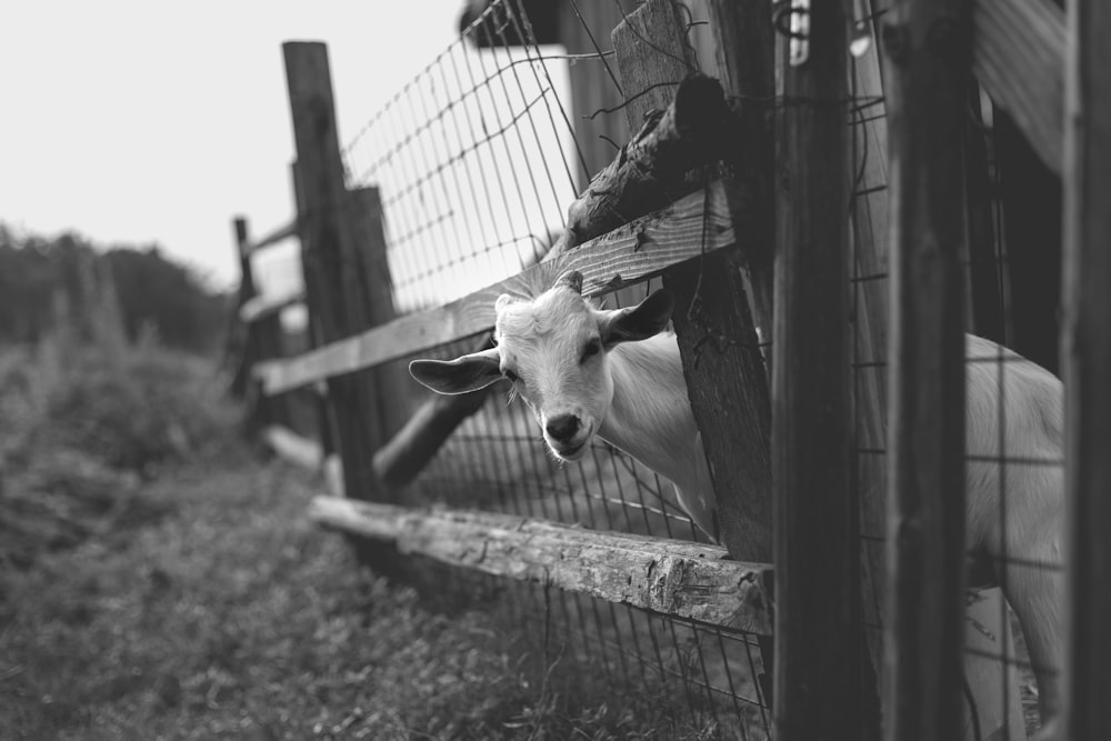 grayscale photography of goat inside fence
