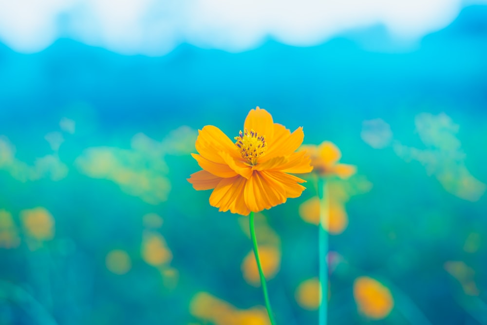 fotografia de foco seletivo de flor amarela