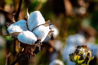 Close-up of premium white cotton fibers showing softness and purity.