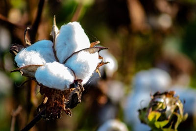 Close-up of premium white cotton fibers showing softness and purity.