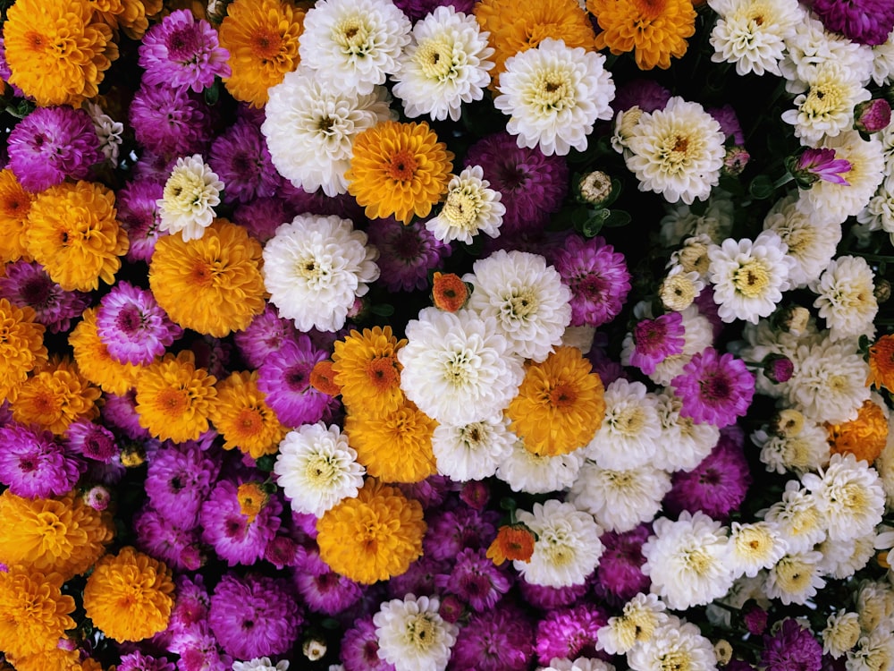 flores brancas, laranjas e roxas