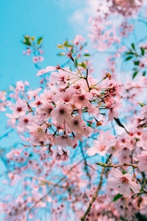 pink petaled flower bloom during daytime