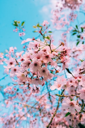pink petaled flower bloom during daytime