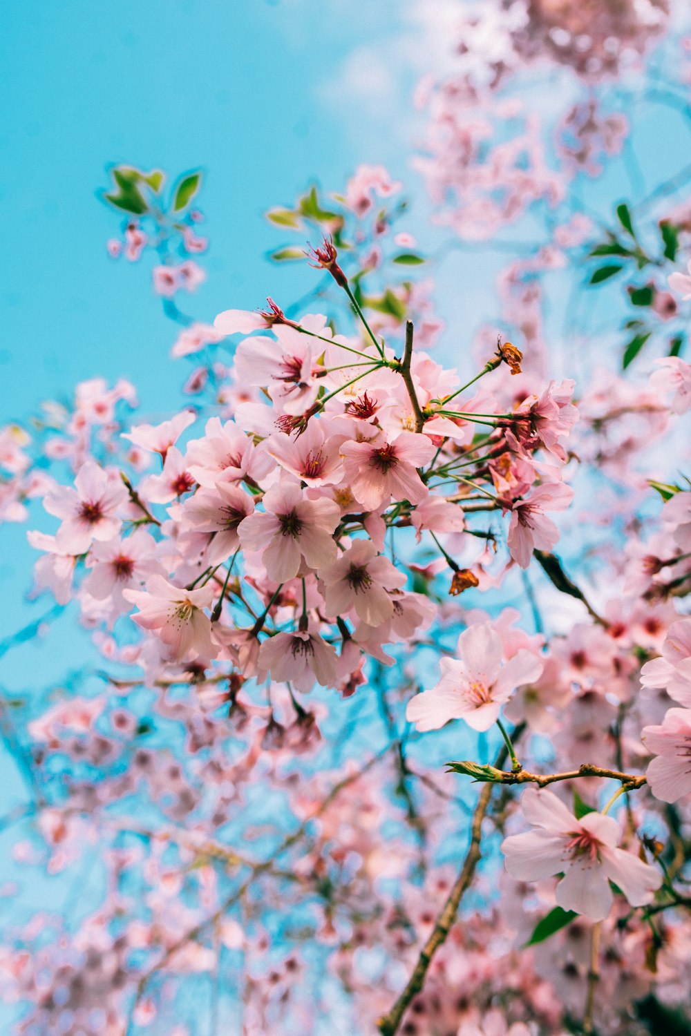 Japan Aesthetic Cherry Blossom Night Wallpaper