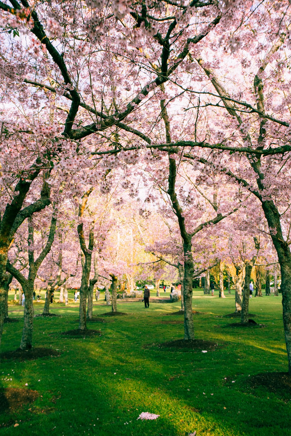 pink tree during daytime