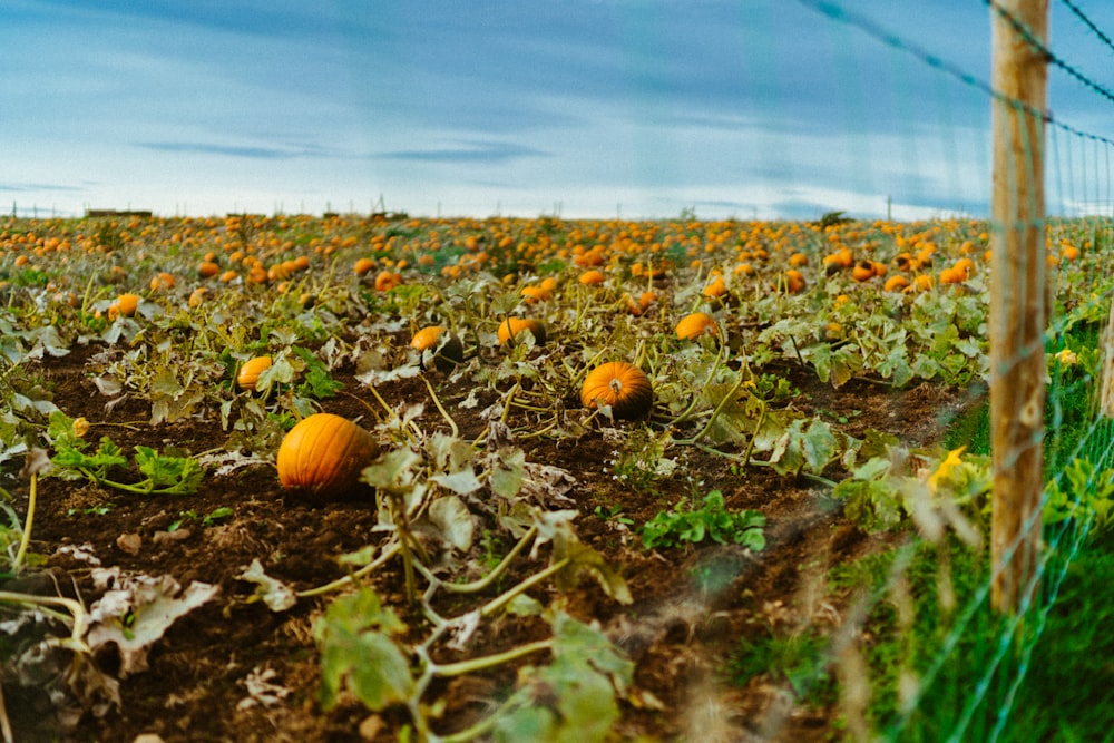 pumpkin field