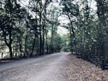 A wide-angle view of a quiet forest path lined with tall trees.