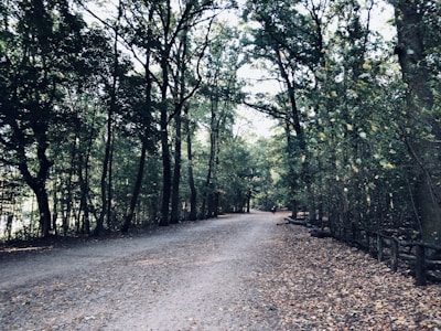A wide-angle view of a quiet forest path lined with tall trees.