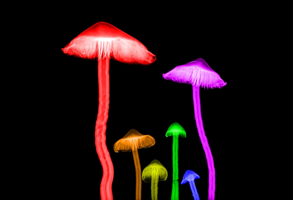 assorted-color mushrooms illustration