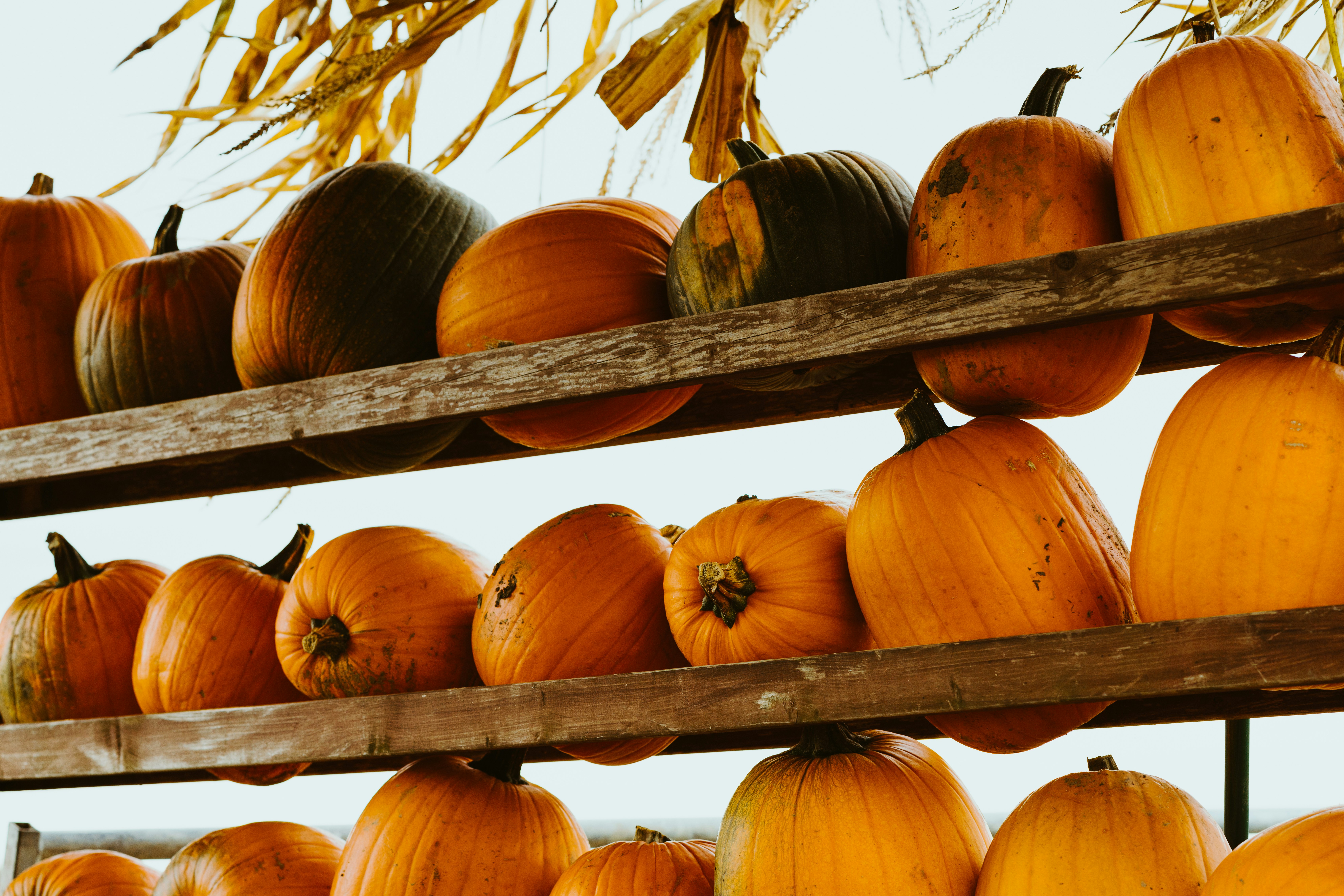 Pumpkins! photo by Josh Couch (@joshcouchdesign) on Unsplash