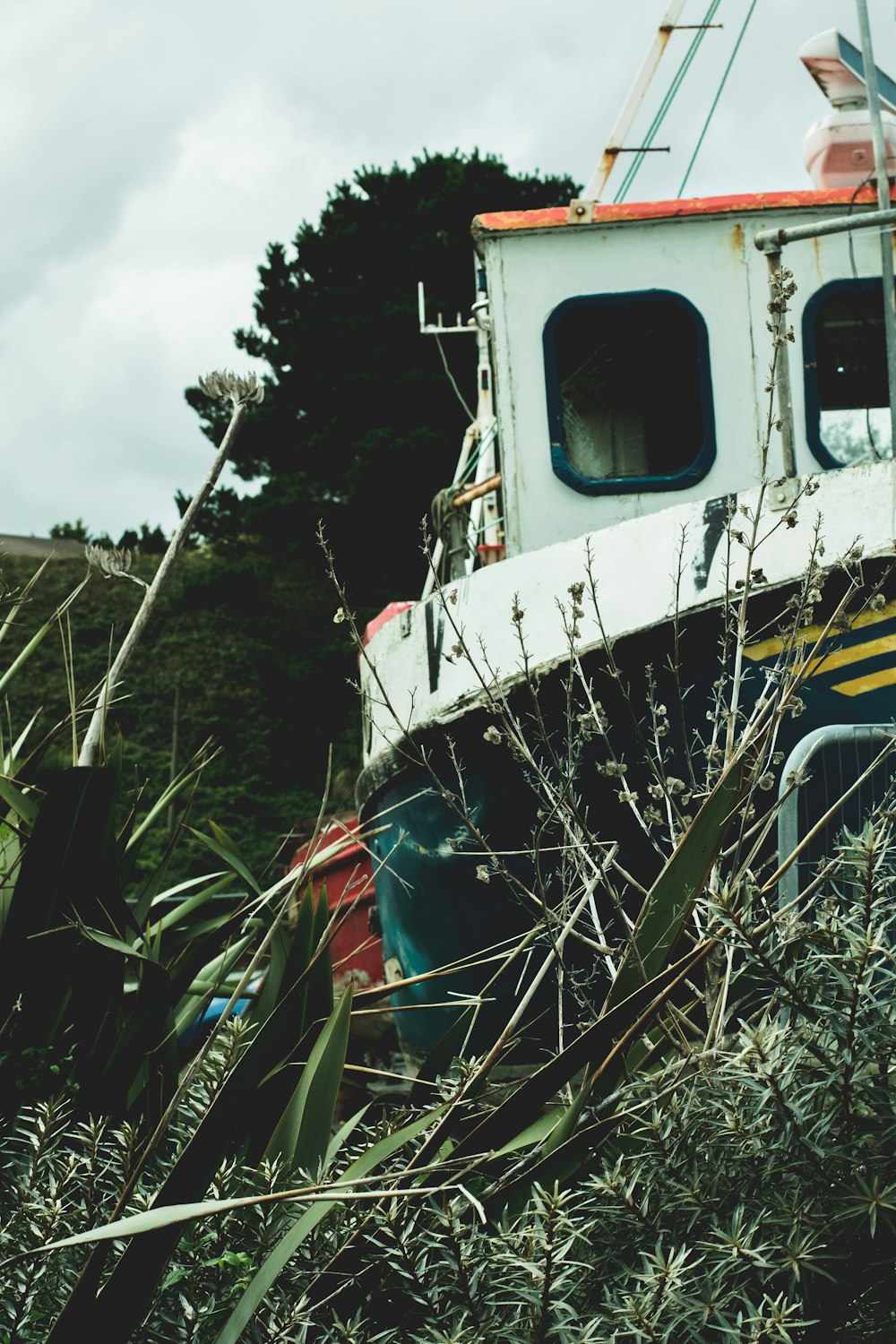 white and teal boat surrounded by plants