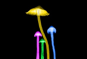 Four glowing mushrooms in vibrant neon colors against a black background. The larger mushroom is bright yellow, while the smaller ones are pink, green, and blue. Their stems and caps emit a soft luminescence, creating a striking contrast with the dark backdrop.