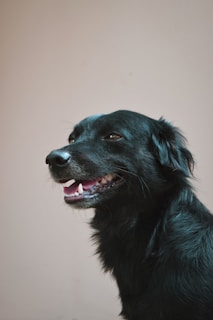Side profile of a female American Bully with a shiny coat.
