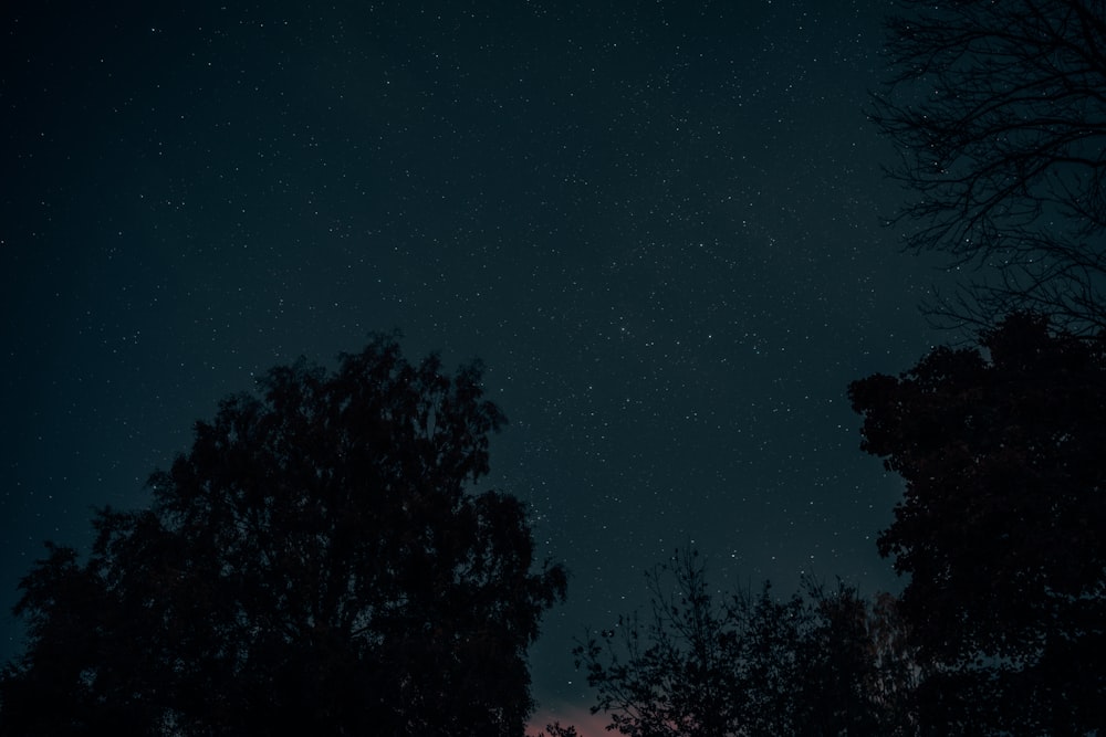 silhouette of trees