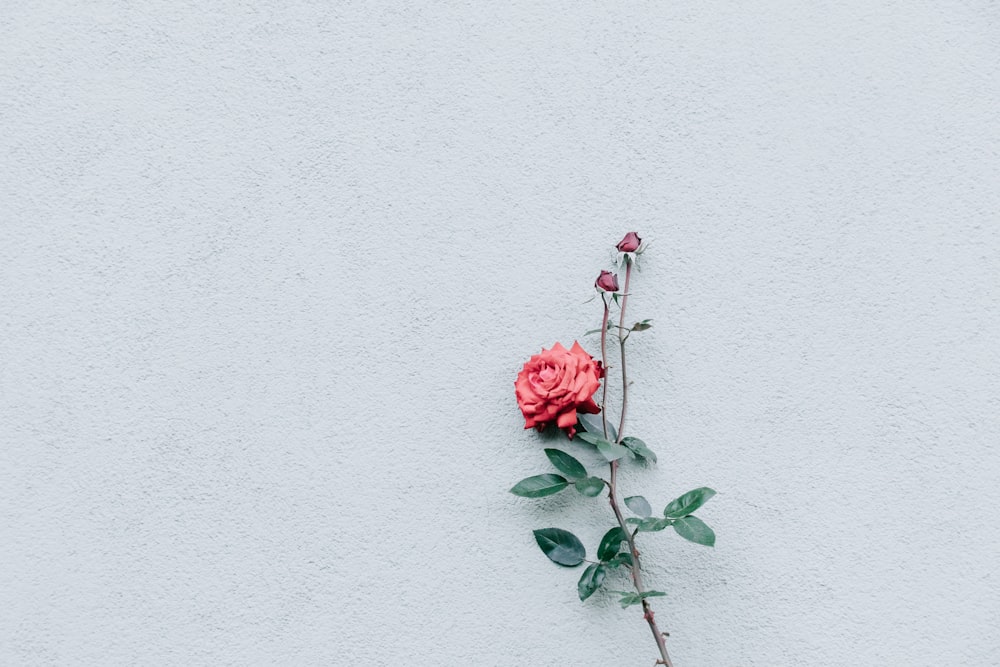 灰色の表面に赤いバラ