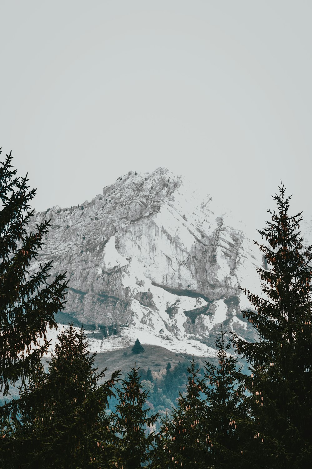 ice-capped mountains near tree at daytime