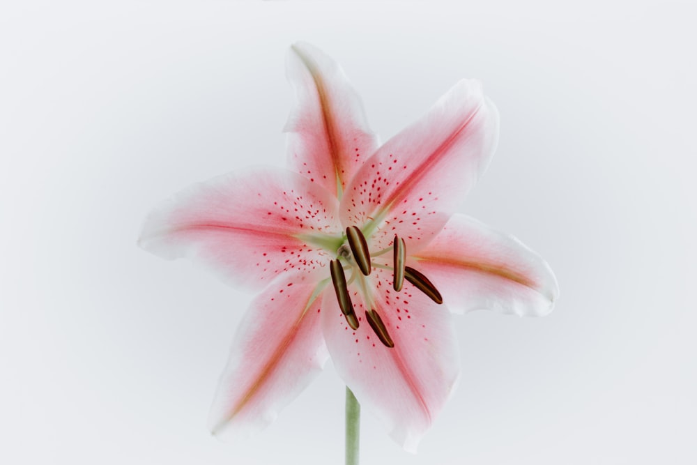 selective focus photography of pink stargazer lily flower in bloom