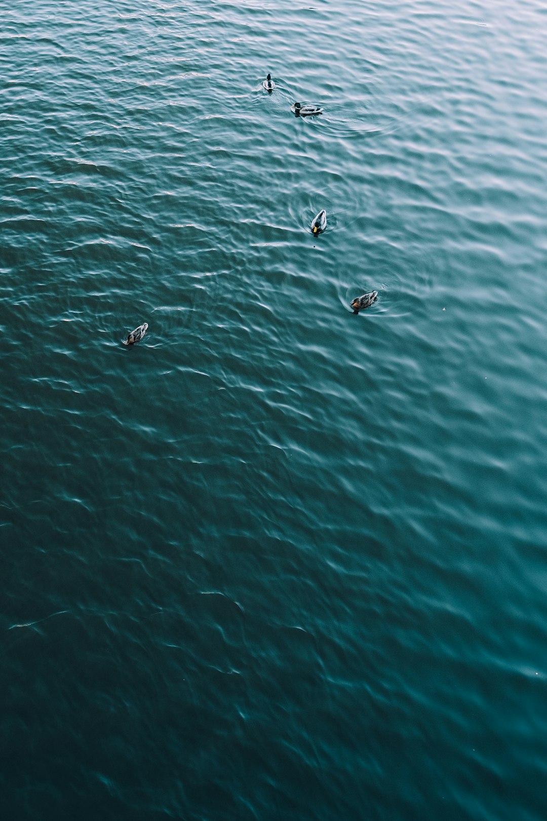 body of water with birds