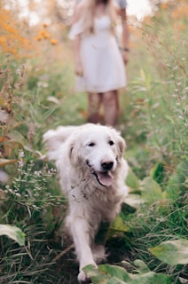 A happy white dog with a fluffy coat is walking through a field of tall grass and yellow flowers. In the background, a woman in a casual white dress is partially visible.
