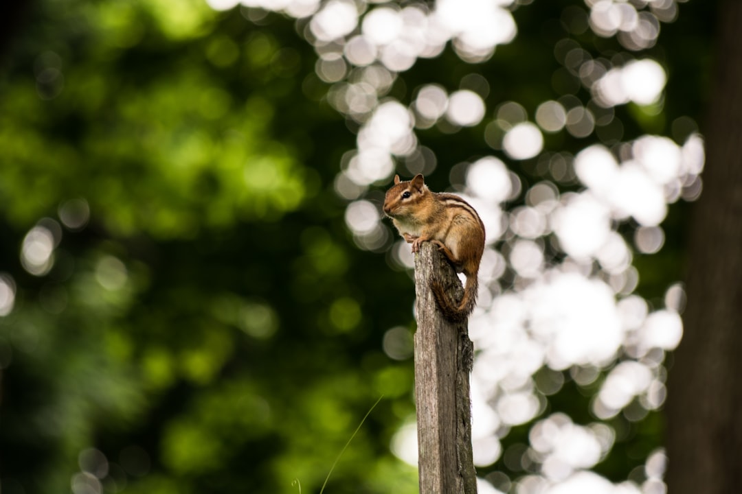 Wildlife photo spot Port Hope Peterborough