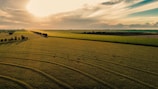 Aerial view of lush green temporary crop fields under clear sky.