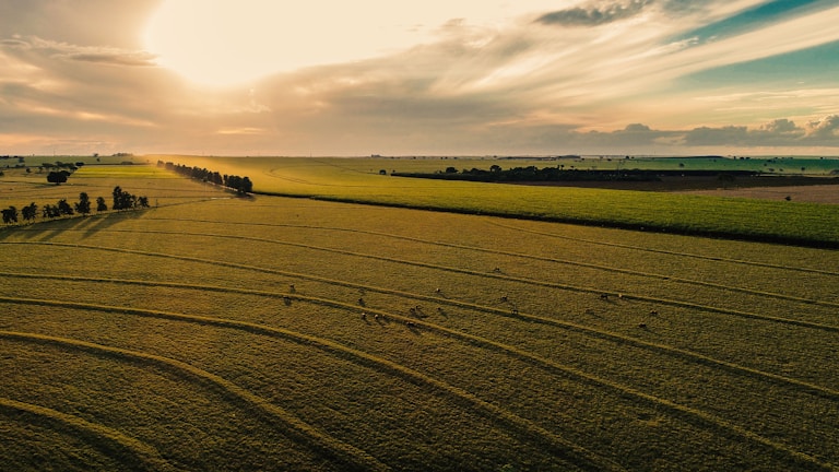Farmer inspecting crops in a fertile farmland at sunrise.