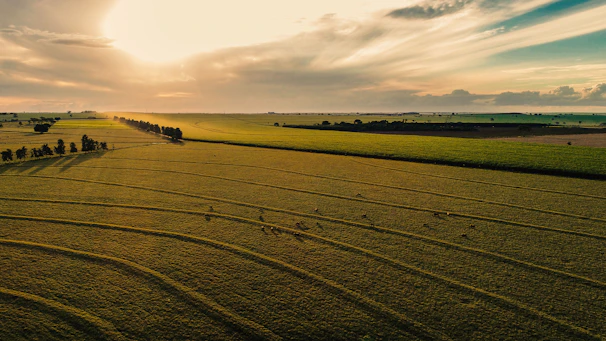 Aerial view of sesame seed fields under bright sunlight with green foliage.