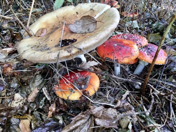 Several mushrooms, including large red and white ones, are growing among leaves and branches in a forest setting. The ground is covered with brown leaves and debris, and the mushrooms have various colors and textures.