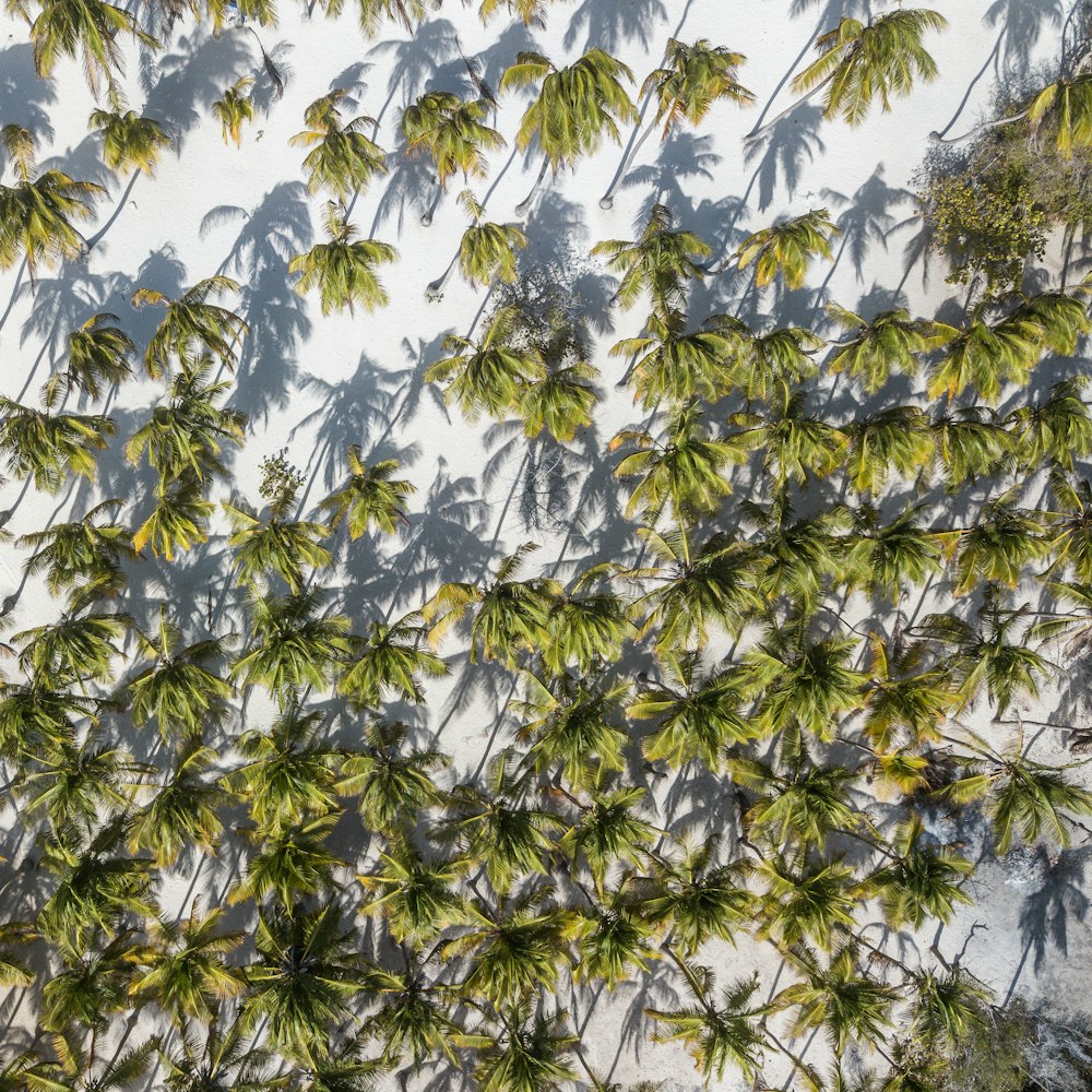 aerial view of coconut trees