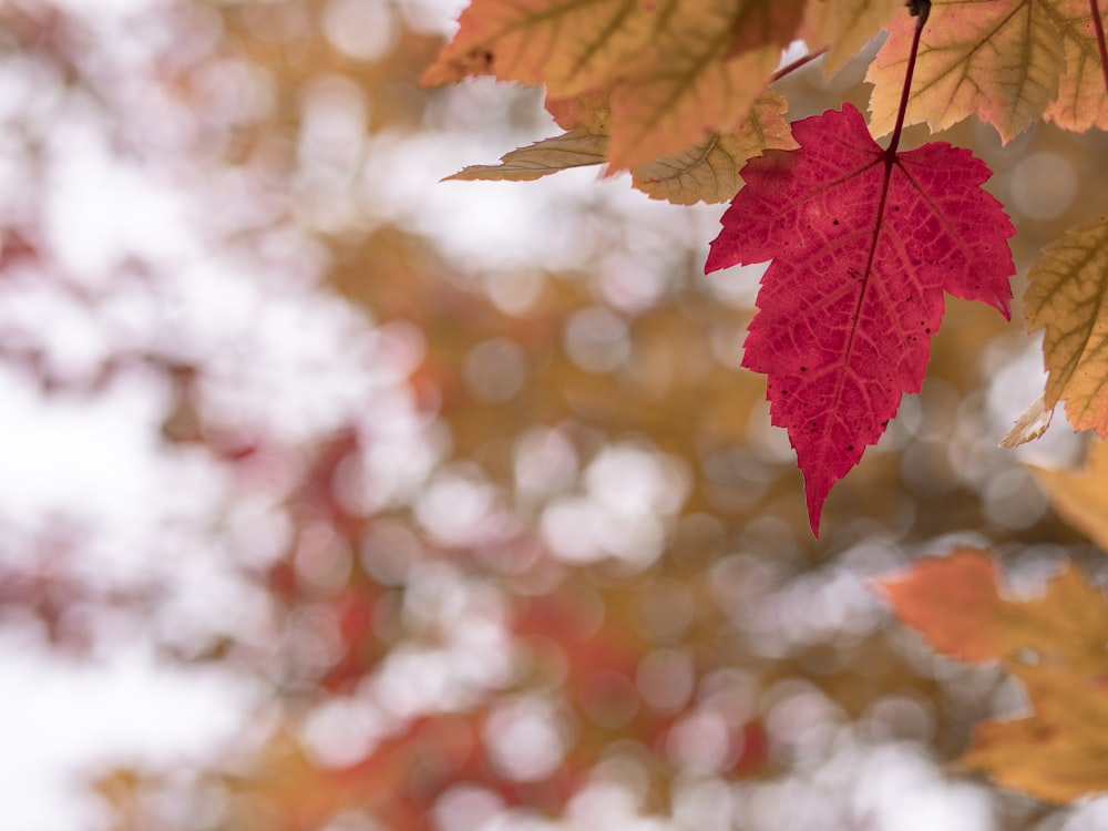 selective focus of maple leaves
