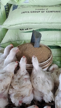 White chickens are gathered around a large bowl filled with feed. The setting includes bags with the words 'JAPFA GROUP OF COMPANIES' in the background. A metal scoop is resting on top of the pile of feed.