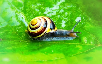 A snail with a glossy, spiraled shell is crawling on a vibrant green leaf. The shell features a pattern with shades of yellow and brown, while the leaf appears wet and lush, hinting at a natural and fresh environment.