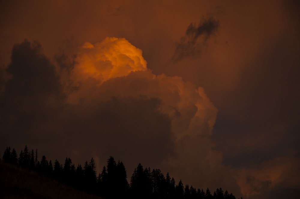 silhouette photography of trees under cloudy skies