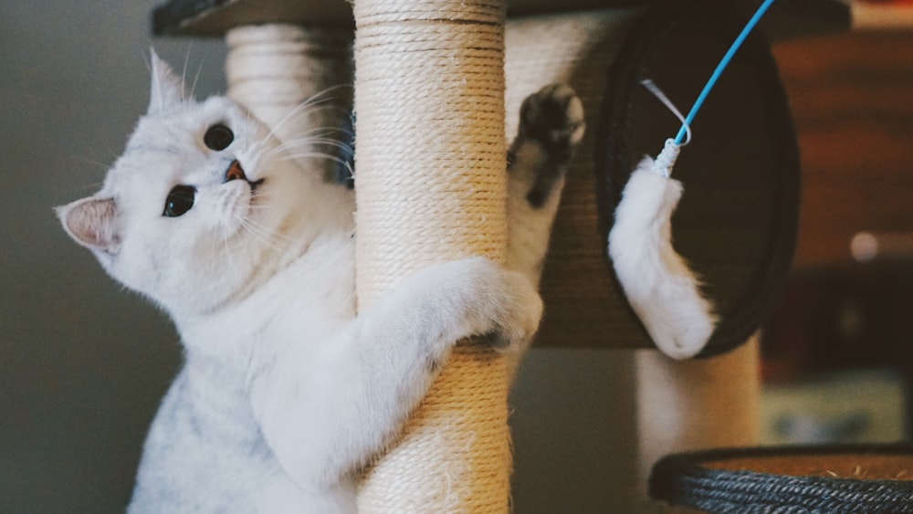 cat scratching on white cat tree