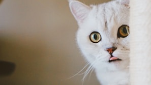 A close-up of an adorable adoptable cat with a playful expression.
