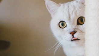A close-up of an adorable adoptable cat with a playful expression.