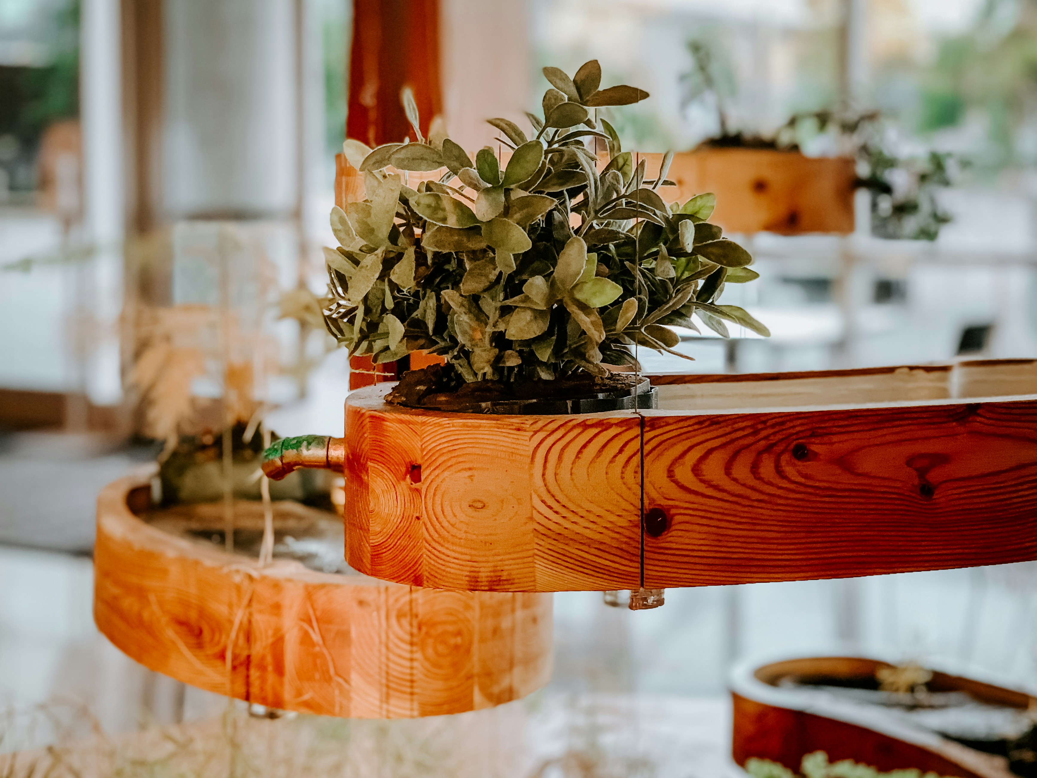potted green succulent on brown wooden rack