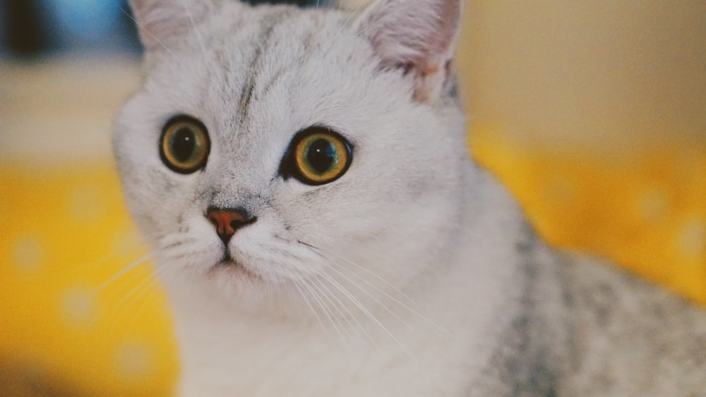 selective focus photo of white cat