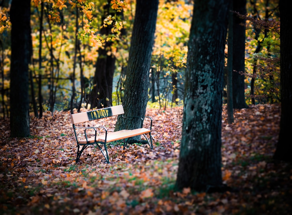 banc d’extérieur brun sous l’arbre pendant la journée